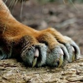 Tiger Paw